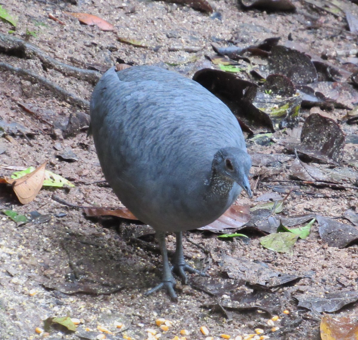 Gray Tinamou - ML617632773