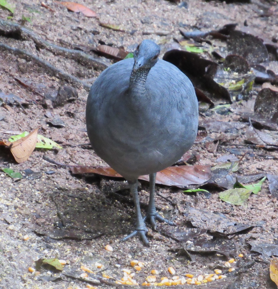 Gray Tinamou - ML617632774