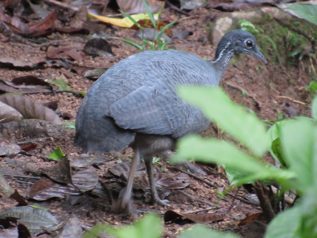 Gray Tinamou - ML617632775