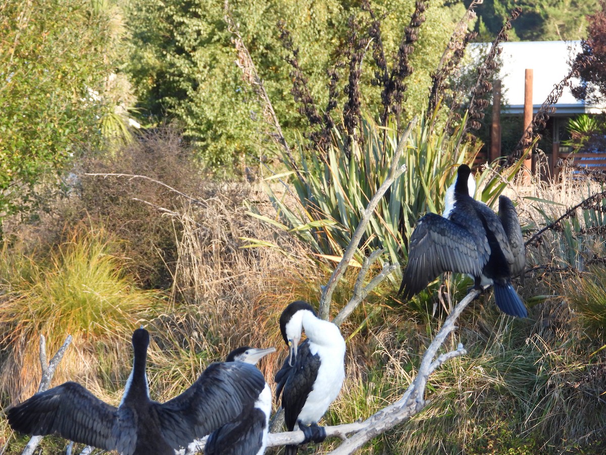 Pied Cormorant - ML617632787