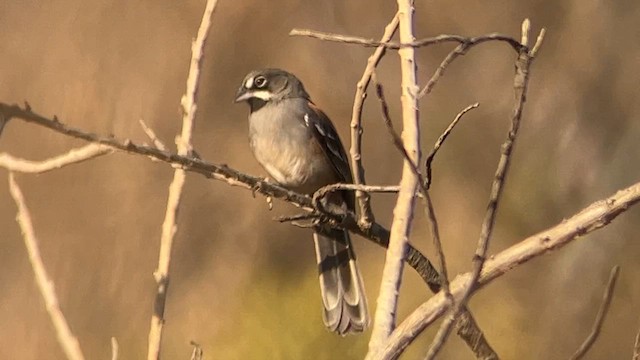 Bridled Sparrow - ML617632789