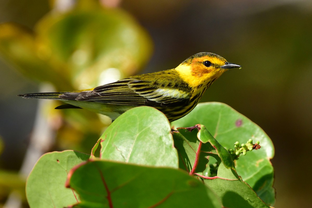 Cape May Warbler - Etienne Pracht