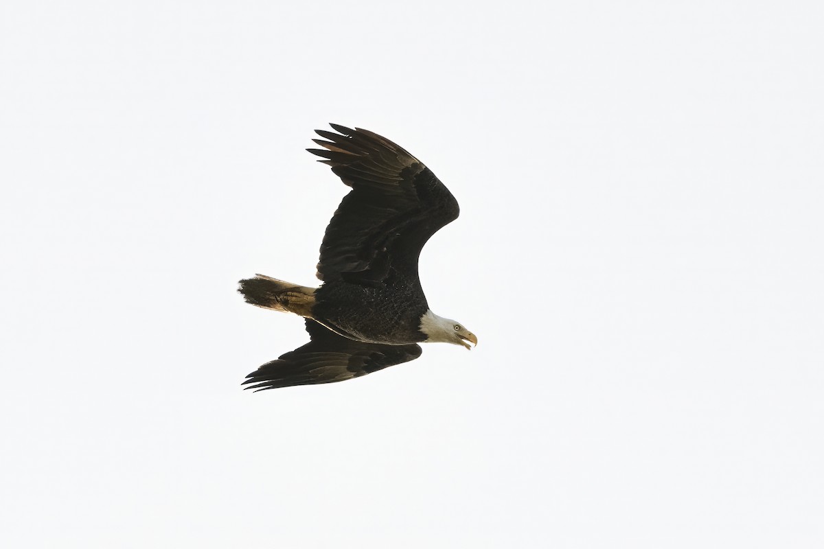 Bald Eagle - ML617632815