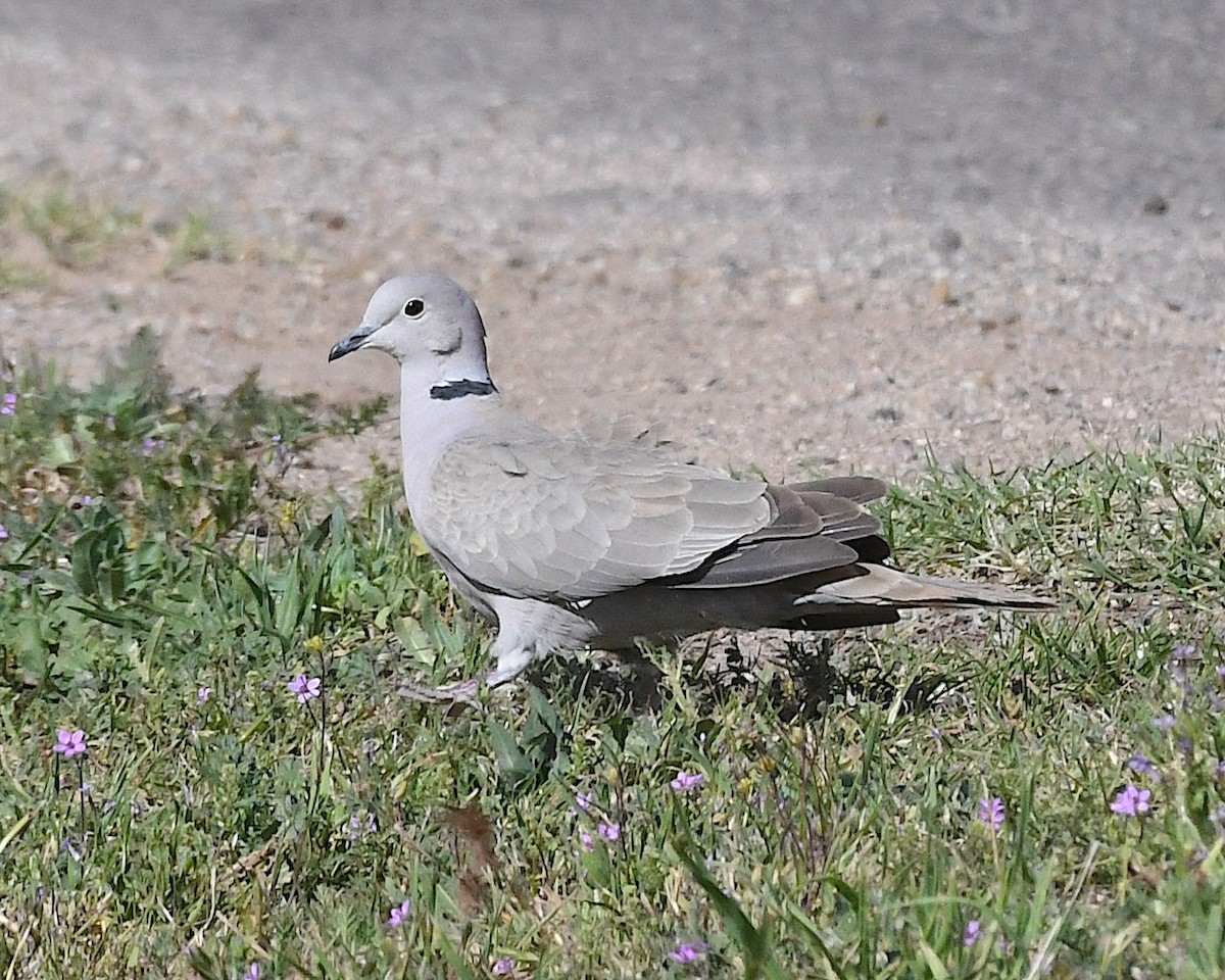 Eurasian Collared-Dove - Ted Wolff