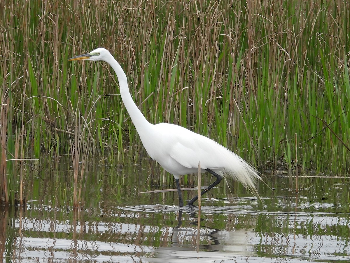 Great Egret - ML617632846