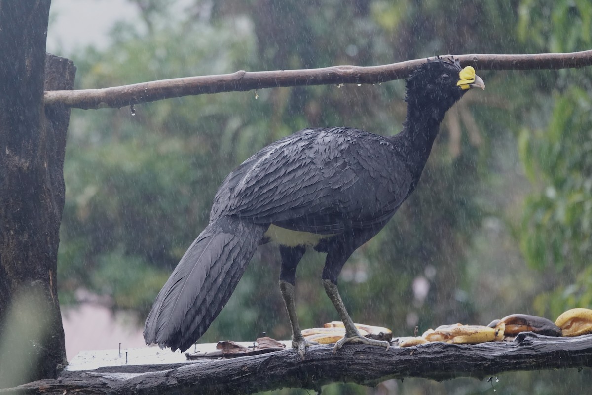 Great Curassow - ML617632852