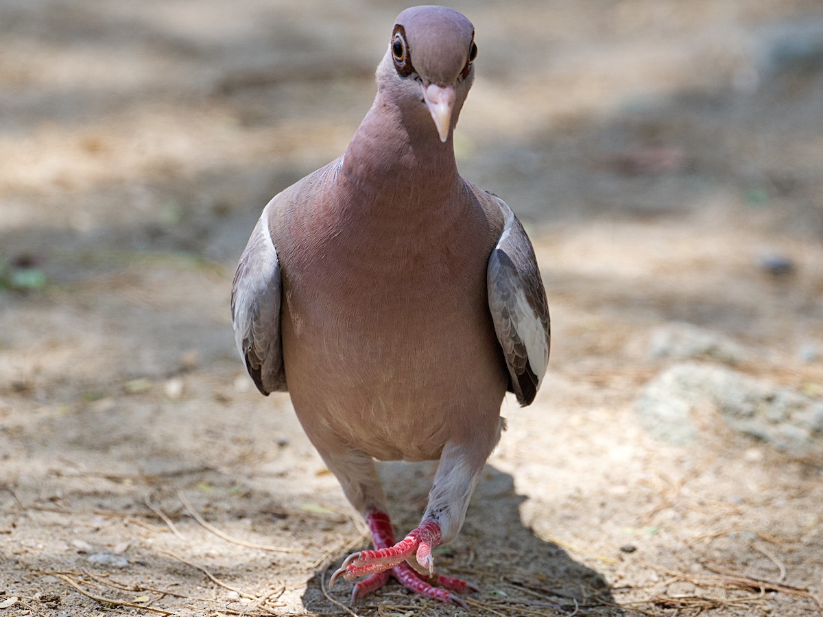 Bare-eyed Pigeon - ML617632873