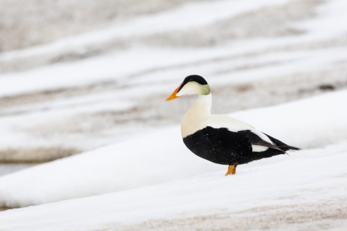 Common Eider - ML617632932