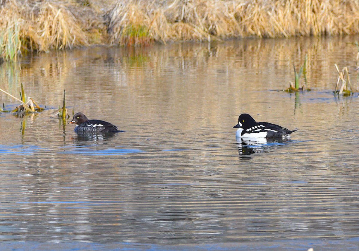 Barrow's Goldeneye - ML617632968