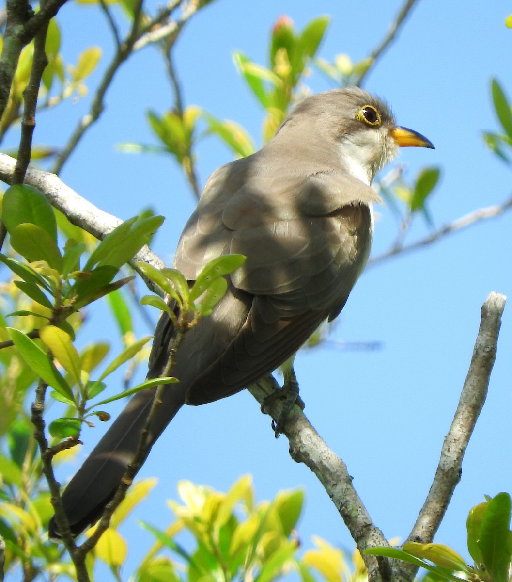 Yellow-billed Cuckoo - ML617632976