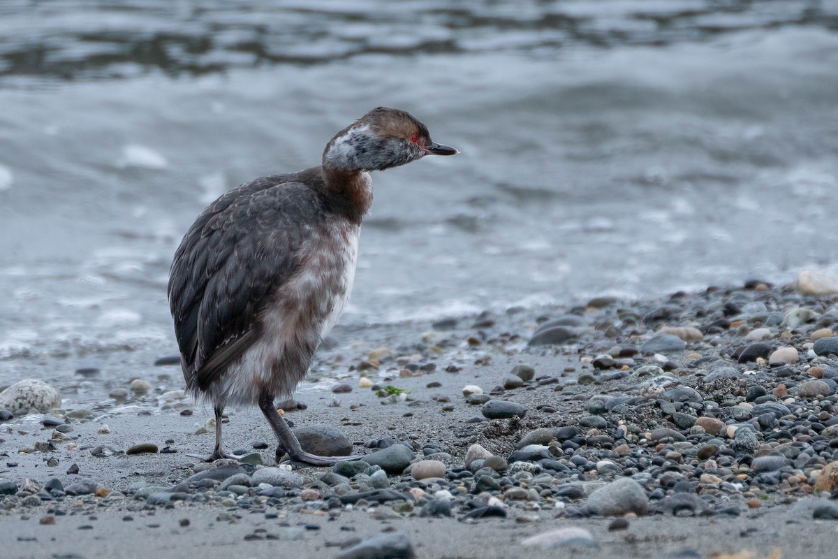 Horned Grebe - ML617632998