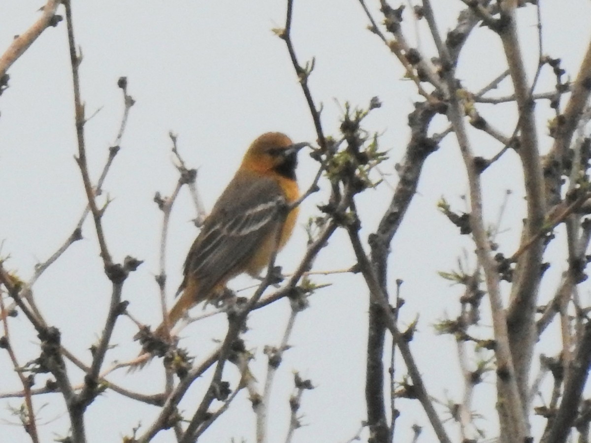 Hooded Oriole - Joel Gilb