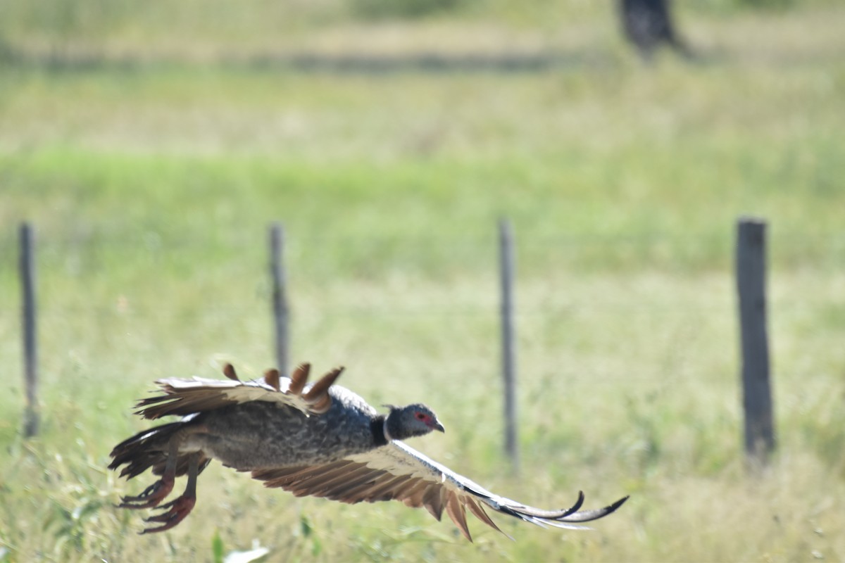 Southern Screamer - ML617633016