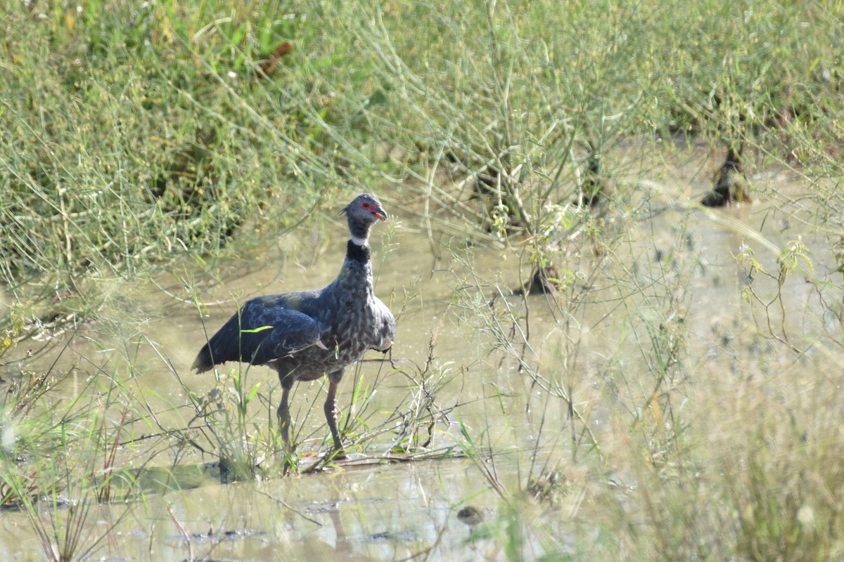 Southern Screamer - ML617633017