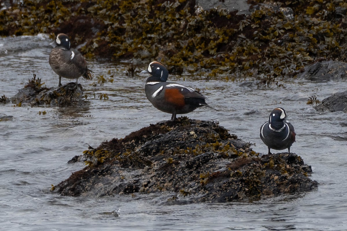 Harlequin Duck - ML617633045