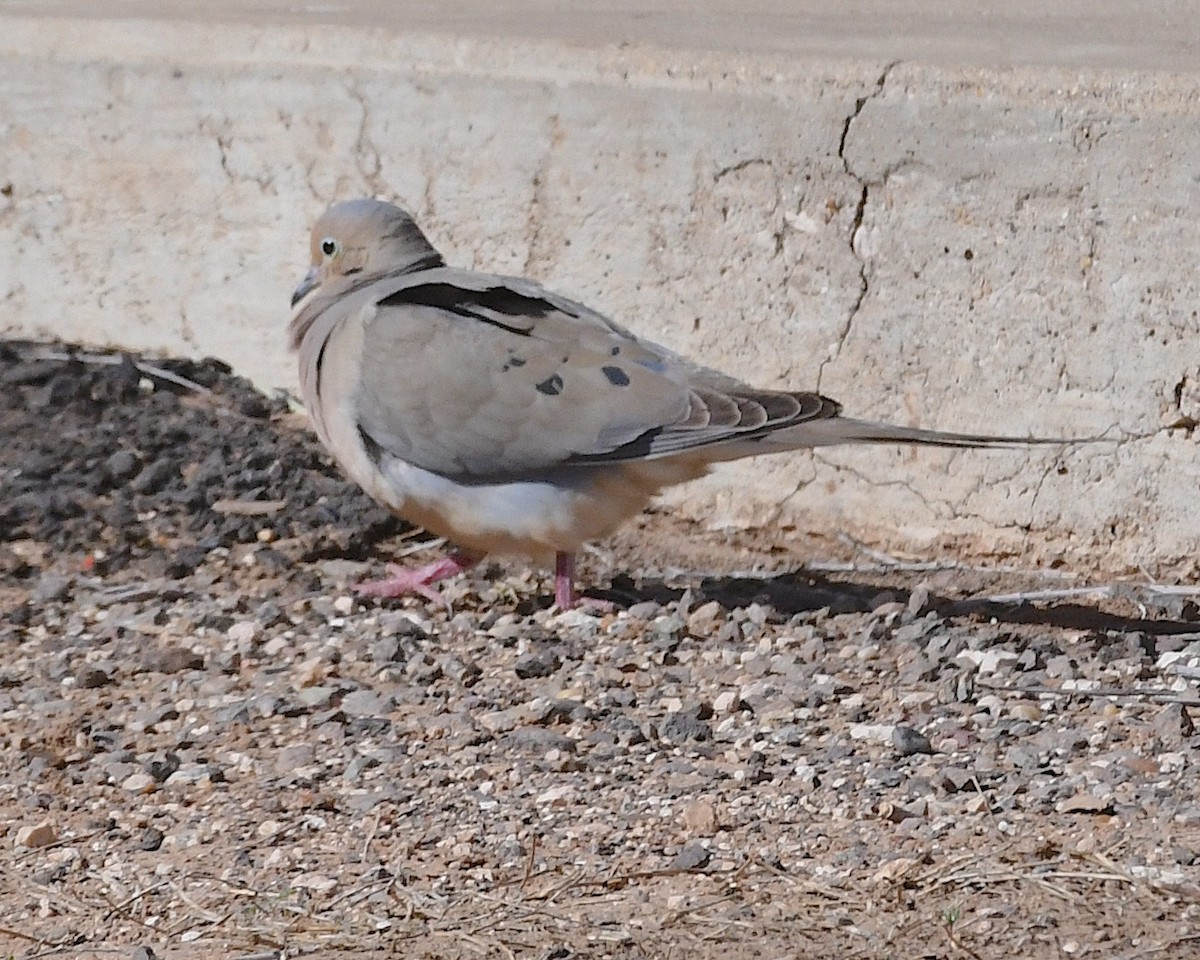 Mourning Dove - Ted Wolff