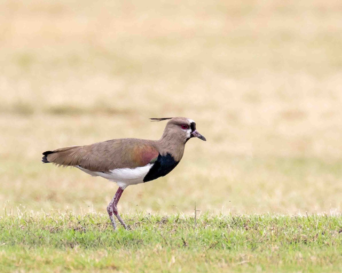 Southern Lapwing - ML617633075