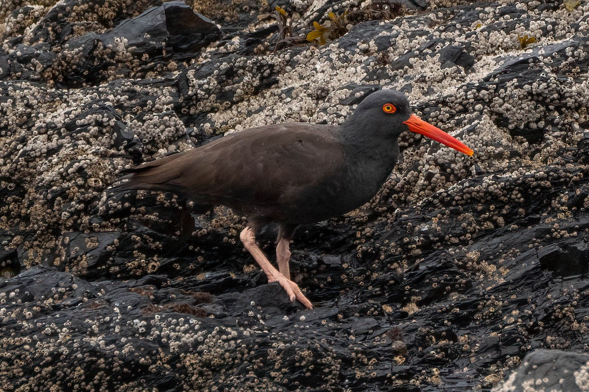 Black Oystercatcher - ML617633104