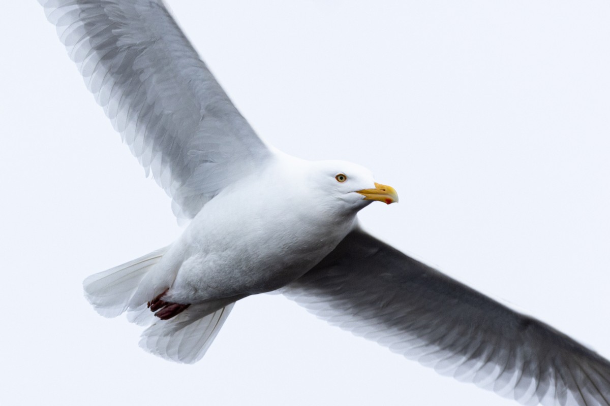 Glaucous Gull - Sam Denenberg