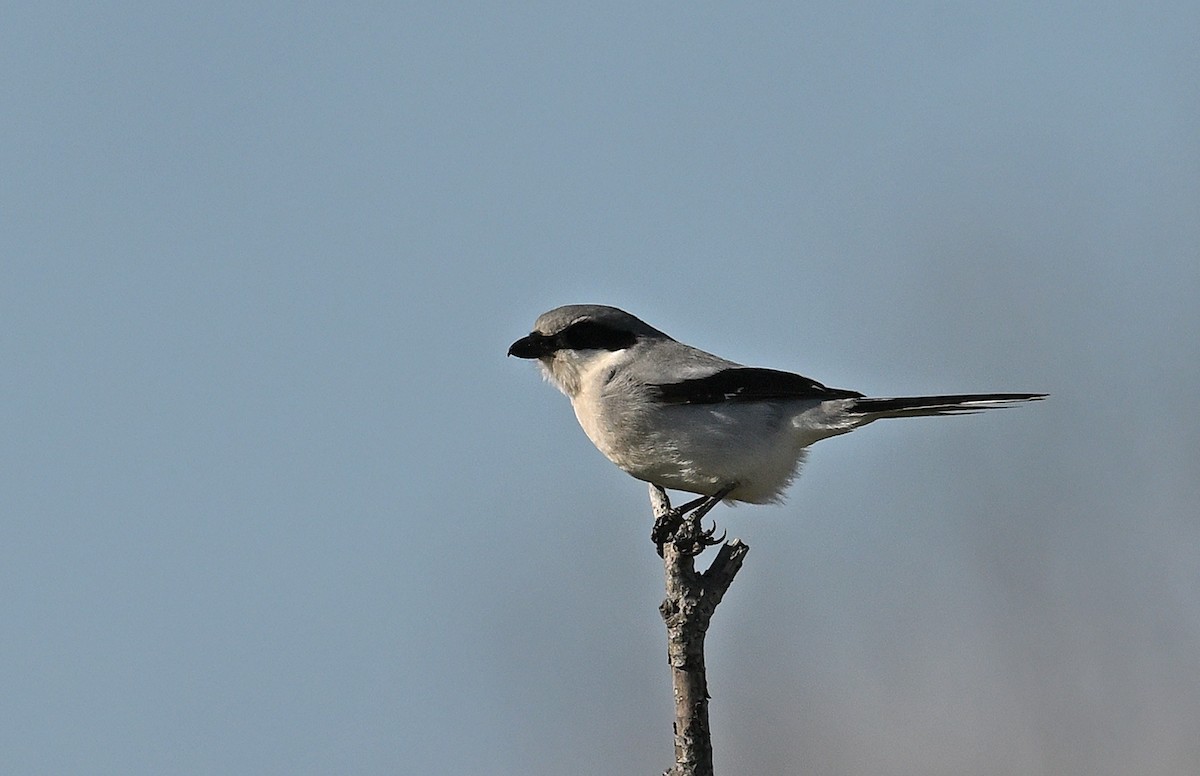 Loggerhead Shrike - Dinu Bandyopadhyay