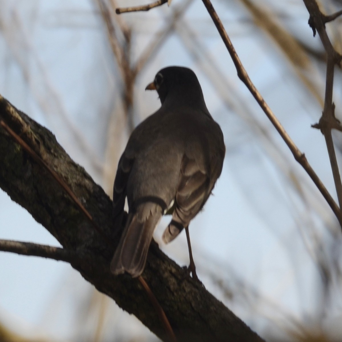 American Robin - Ríona Brennan