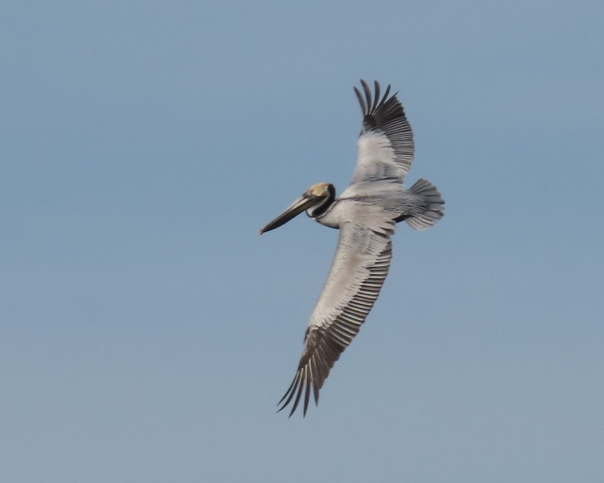 Brown Pelican - ML617633159