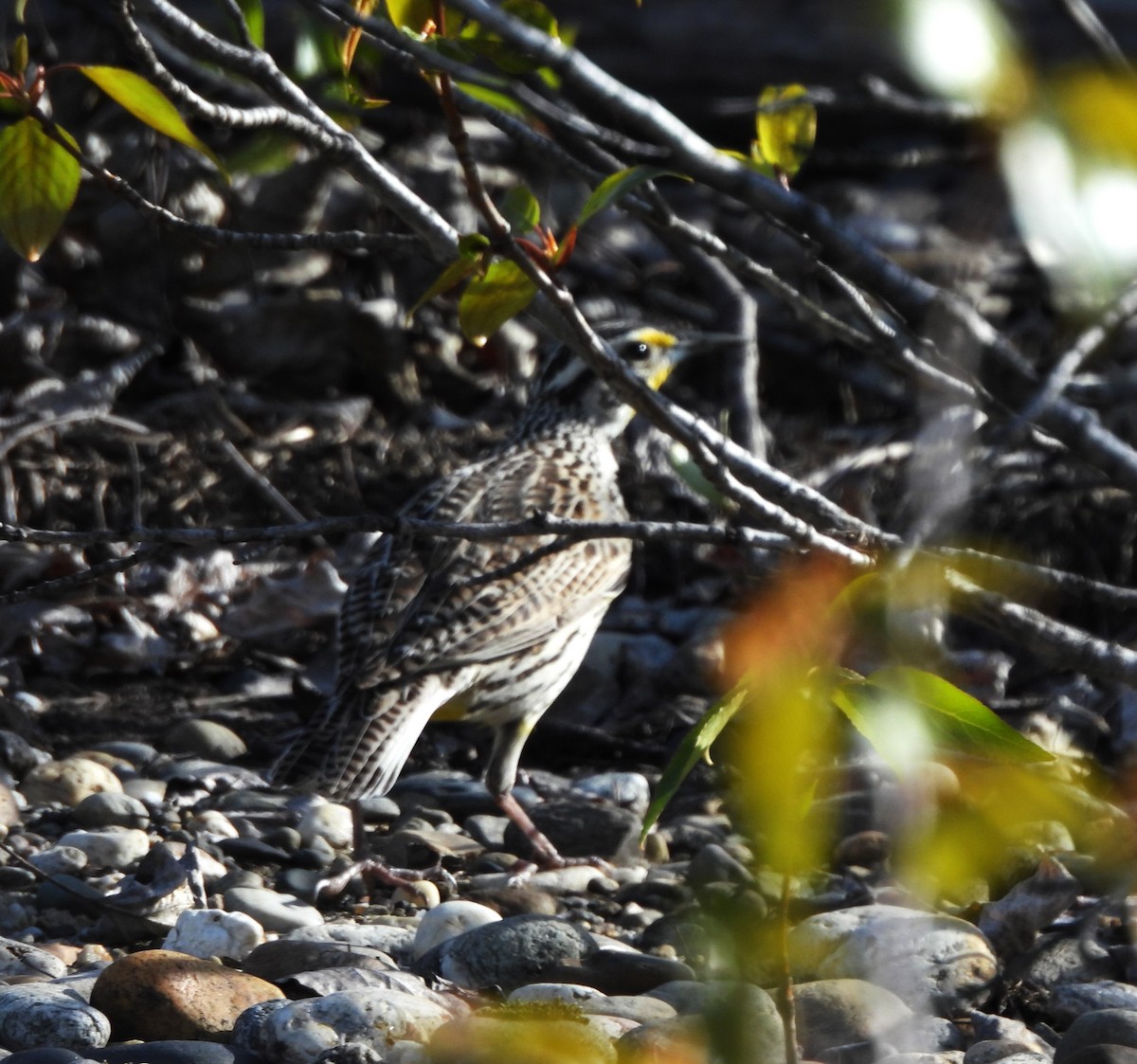 Western Meadowlark - Don Manson