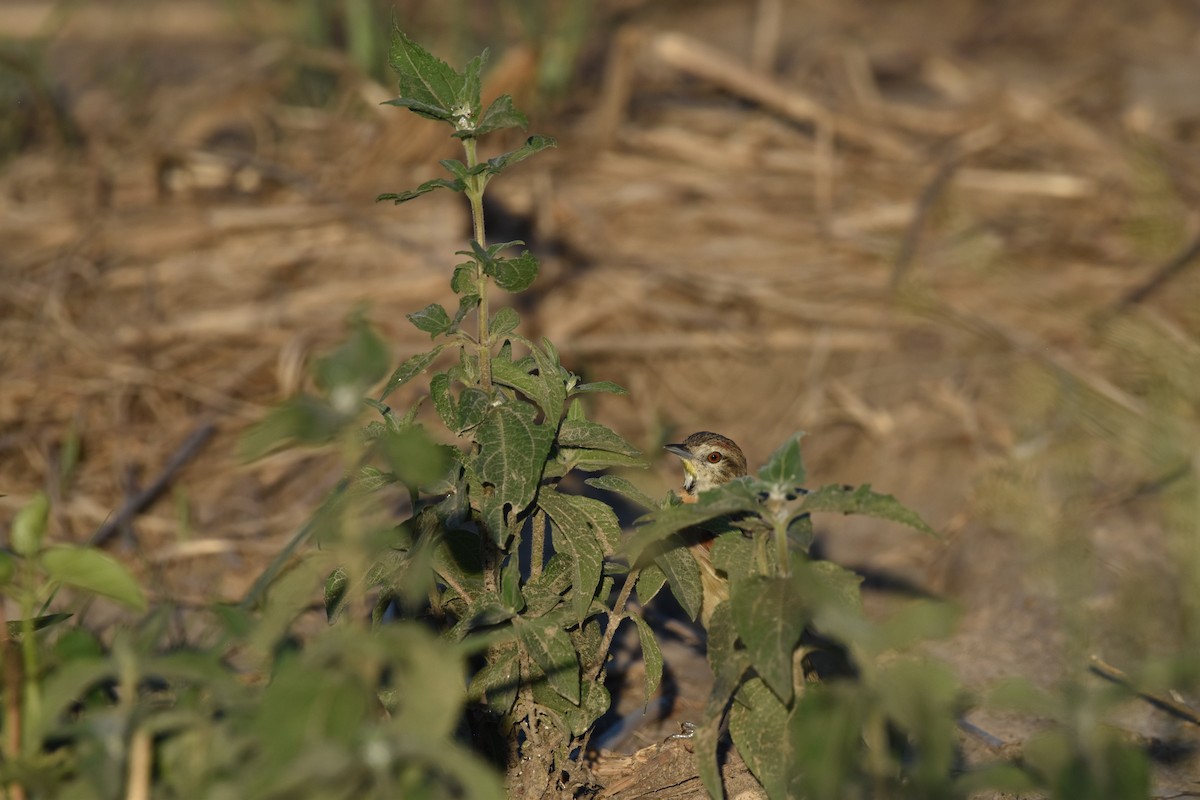 Yellow-chinned Spinetail - ML617633176