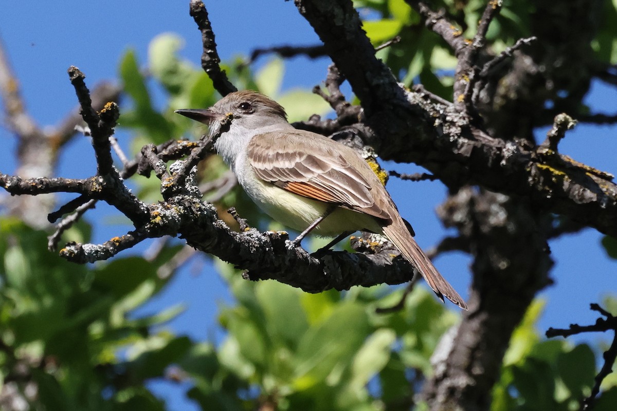 Ash-throated Flycatcher - David Yeamans