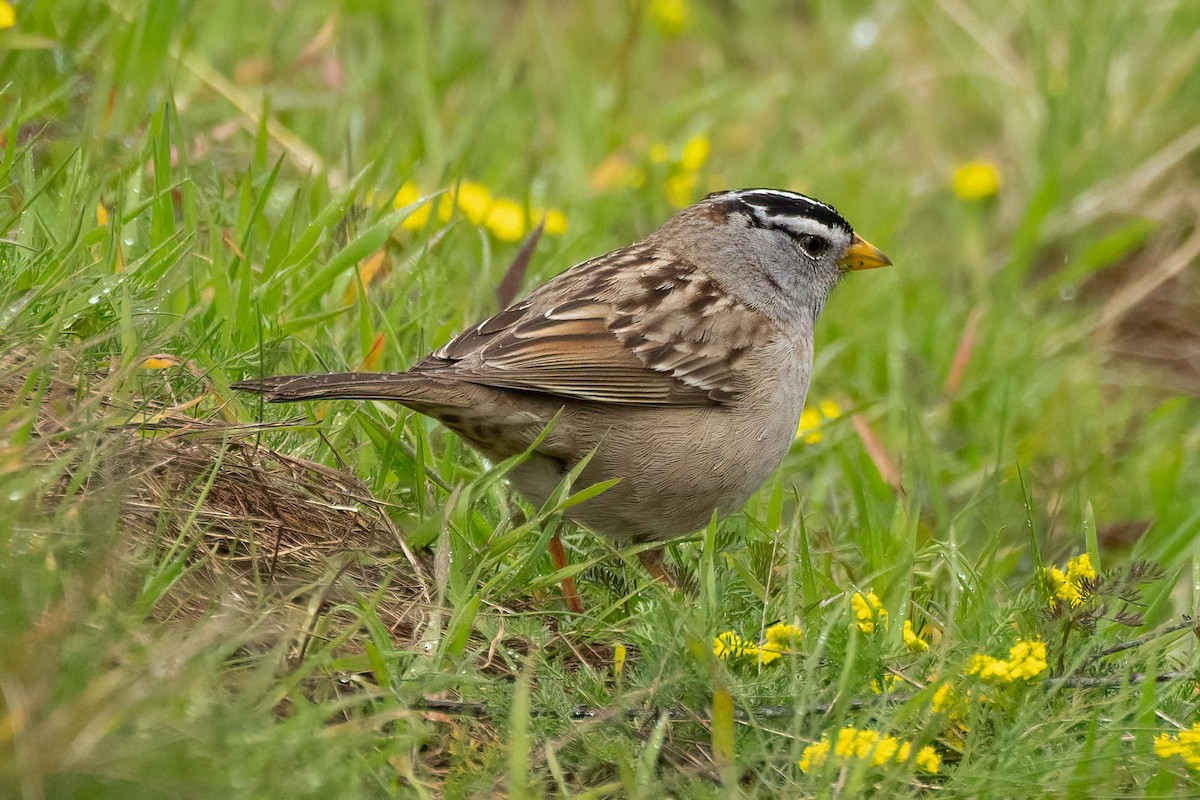 White-crowned Sparrow - ML617633197