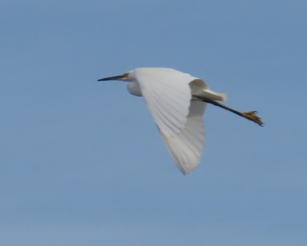 Snowy Egret - ML617633215