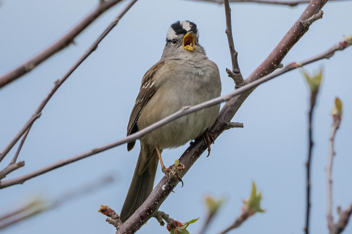 White-crowned Sparrow - ML617633217