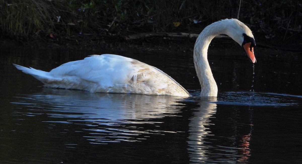 Mute Swan - Janet Burton