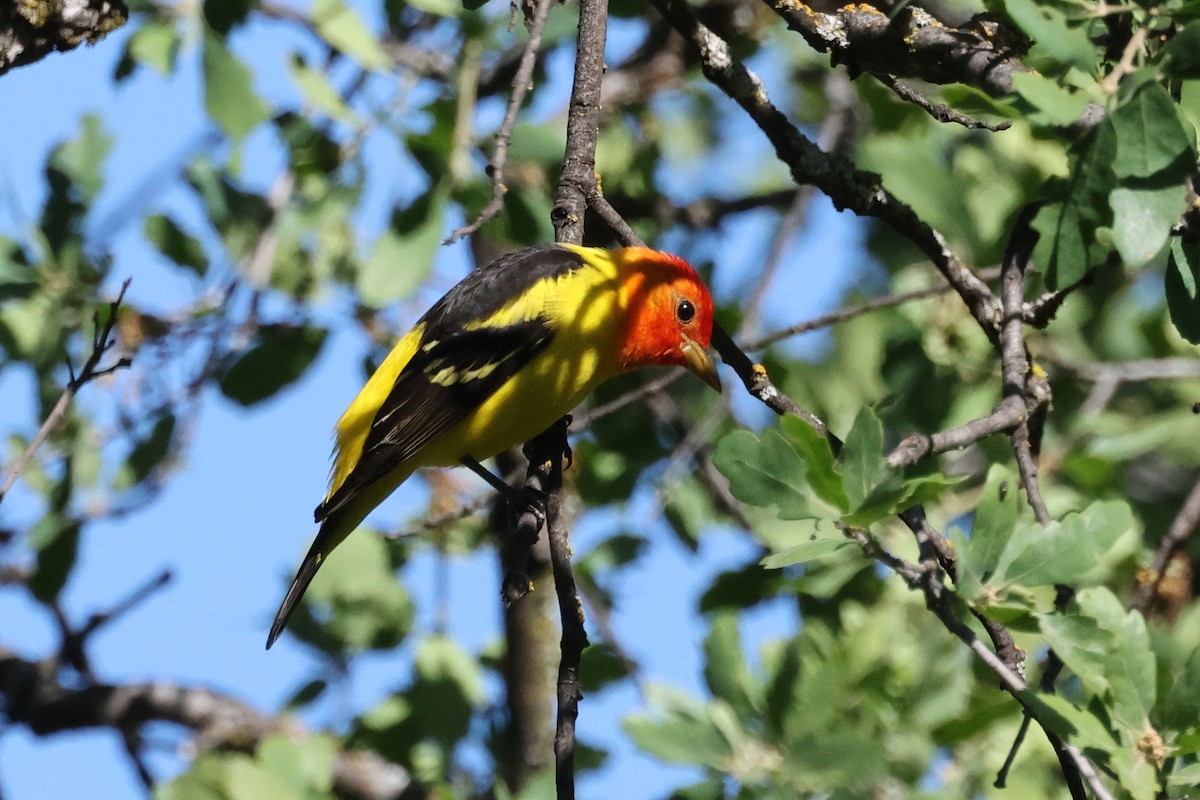 Western Tanager - David Yeamans