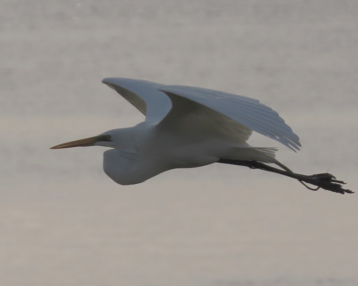 Great Egret - ML617633253