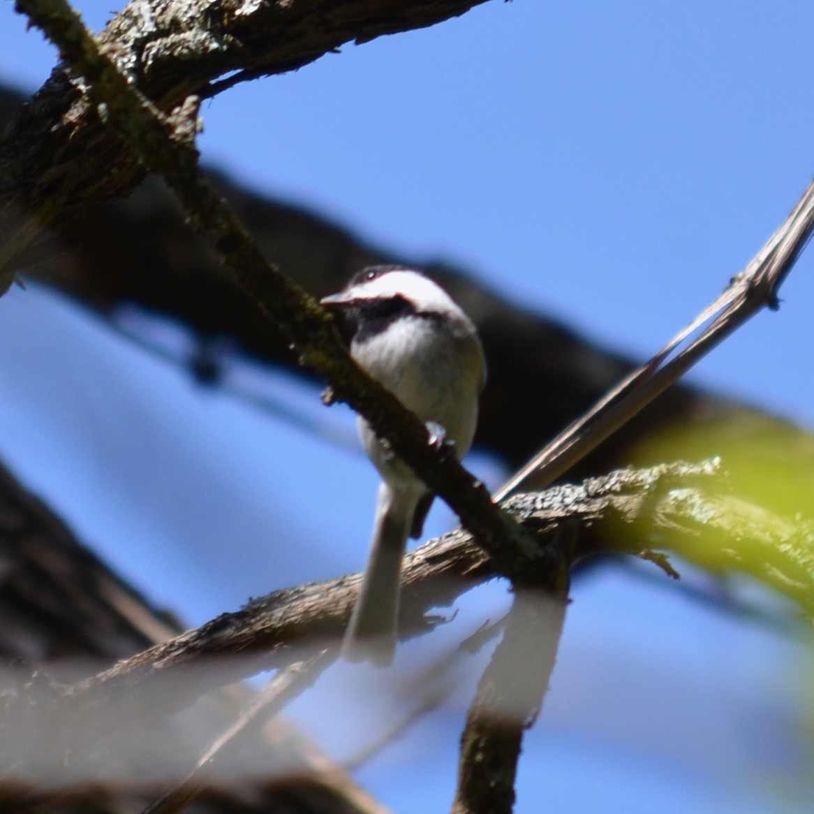 Carolina Chickadee - ML617633266