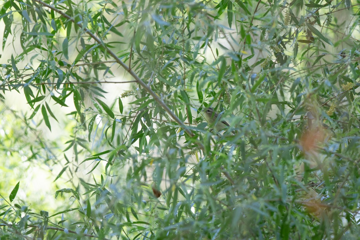 sangvireo (swainsoni gr.) - ML617633286