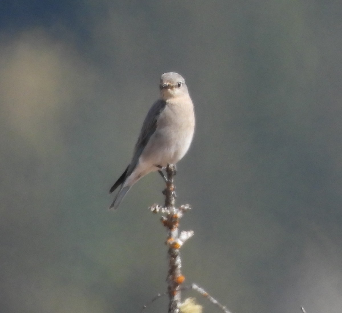 Mountain Bluebird - ML617633322