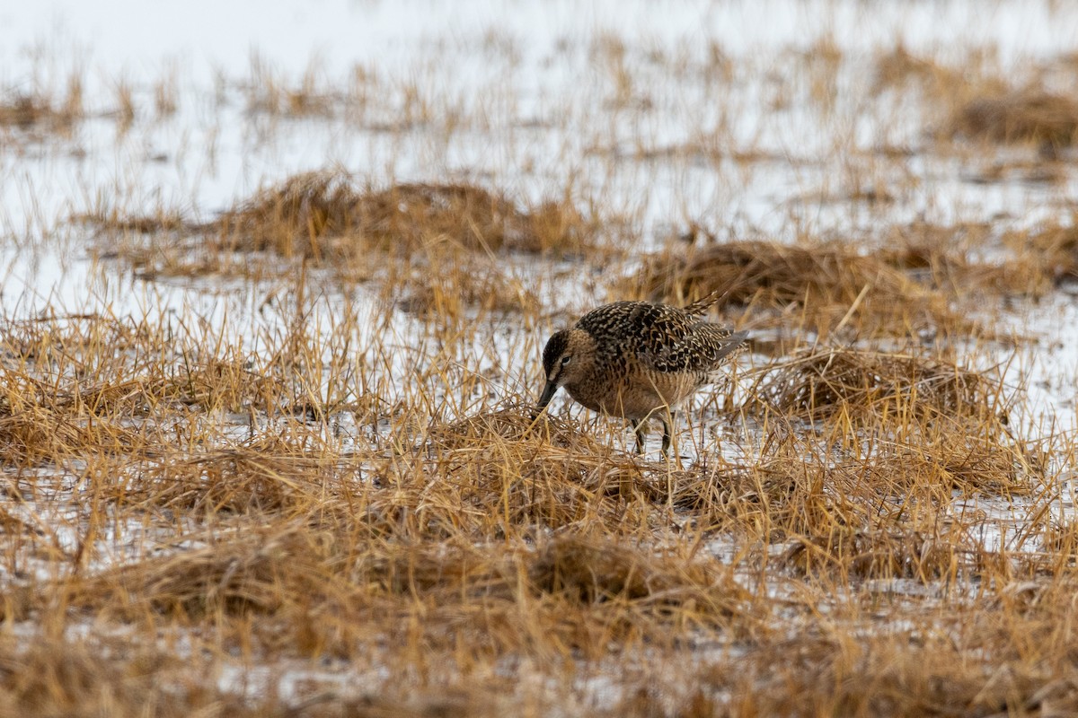 Long-billed Dowitcher - ML617633360