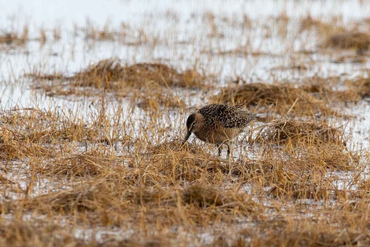 langnebbekkasinsnipe - ML617633360