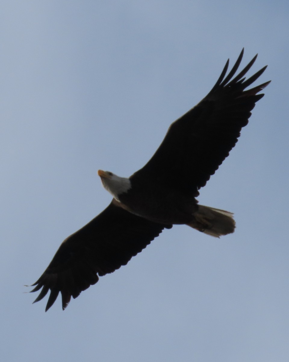 Bald Eagle - ML617633379