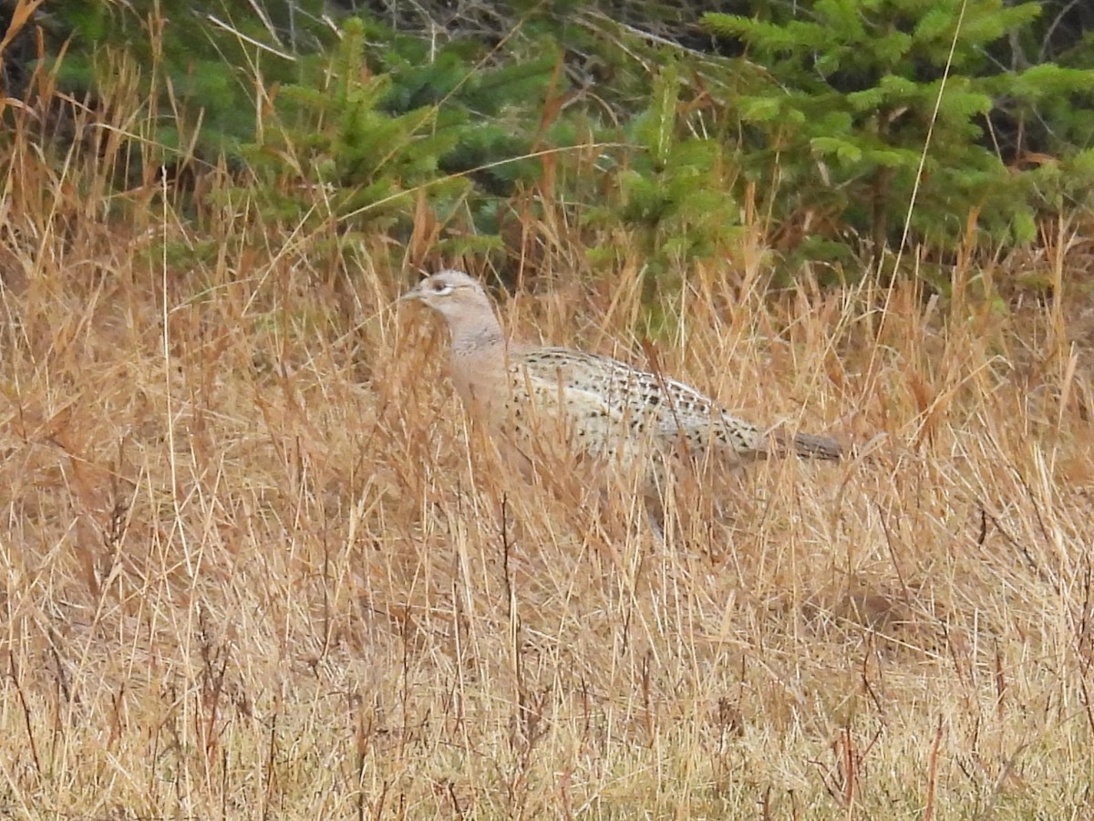 Ring-necked Pheasant - ML617633383