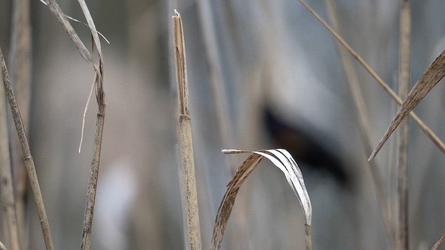 Red-winged Blackbird (Red-winged) - ML617633386