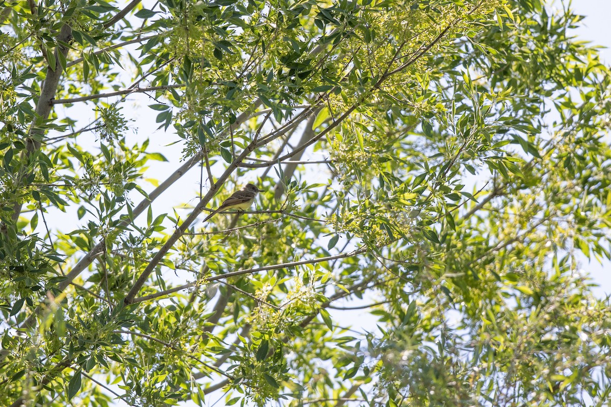 Dusky-capped Flycatcher (olivascens) - ML617633393