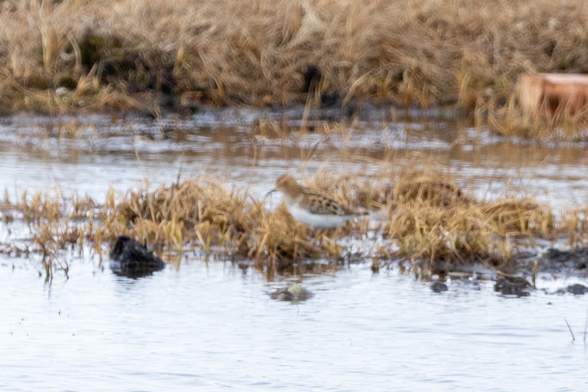 Little Stint - ML617633412