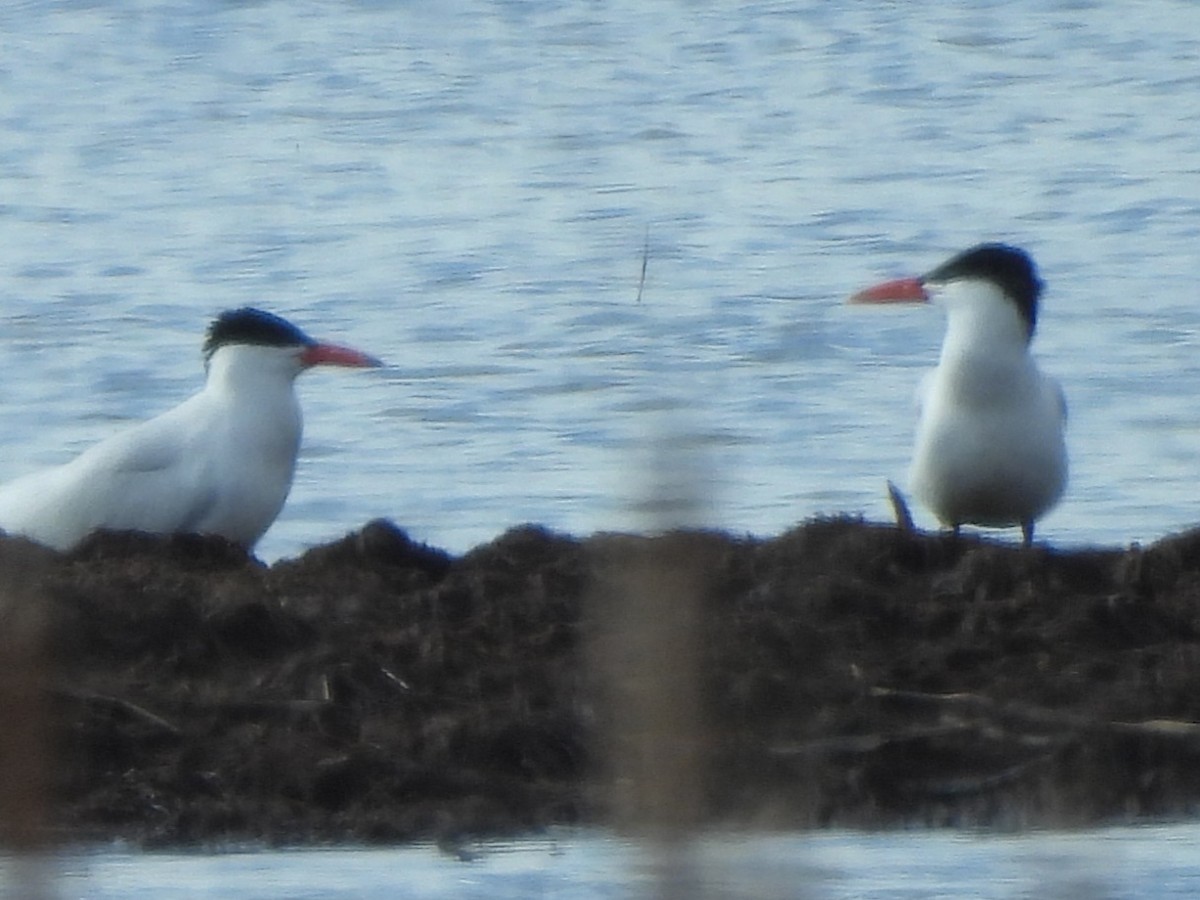 Caspian Tern - ML617633428