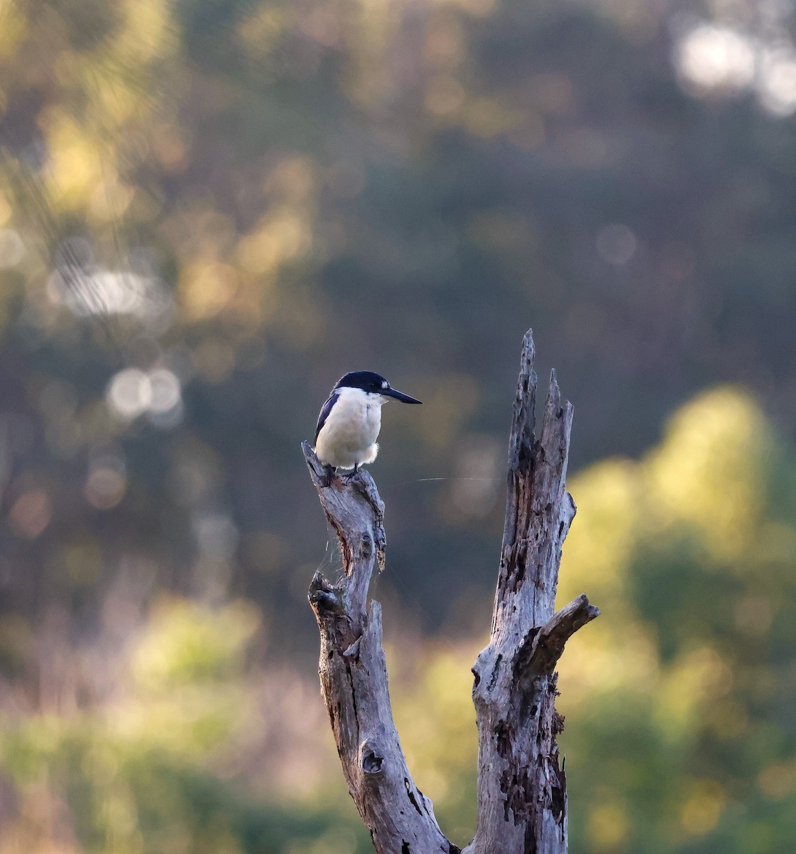 Forest Kingfisher - ML617633429