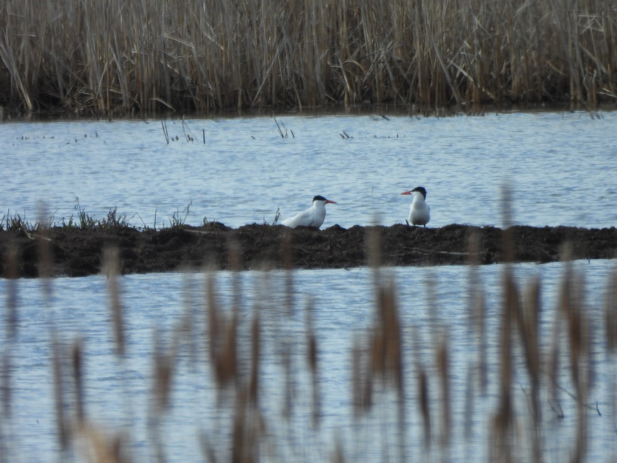 Caspian Tern - ML617633440