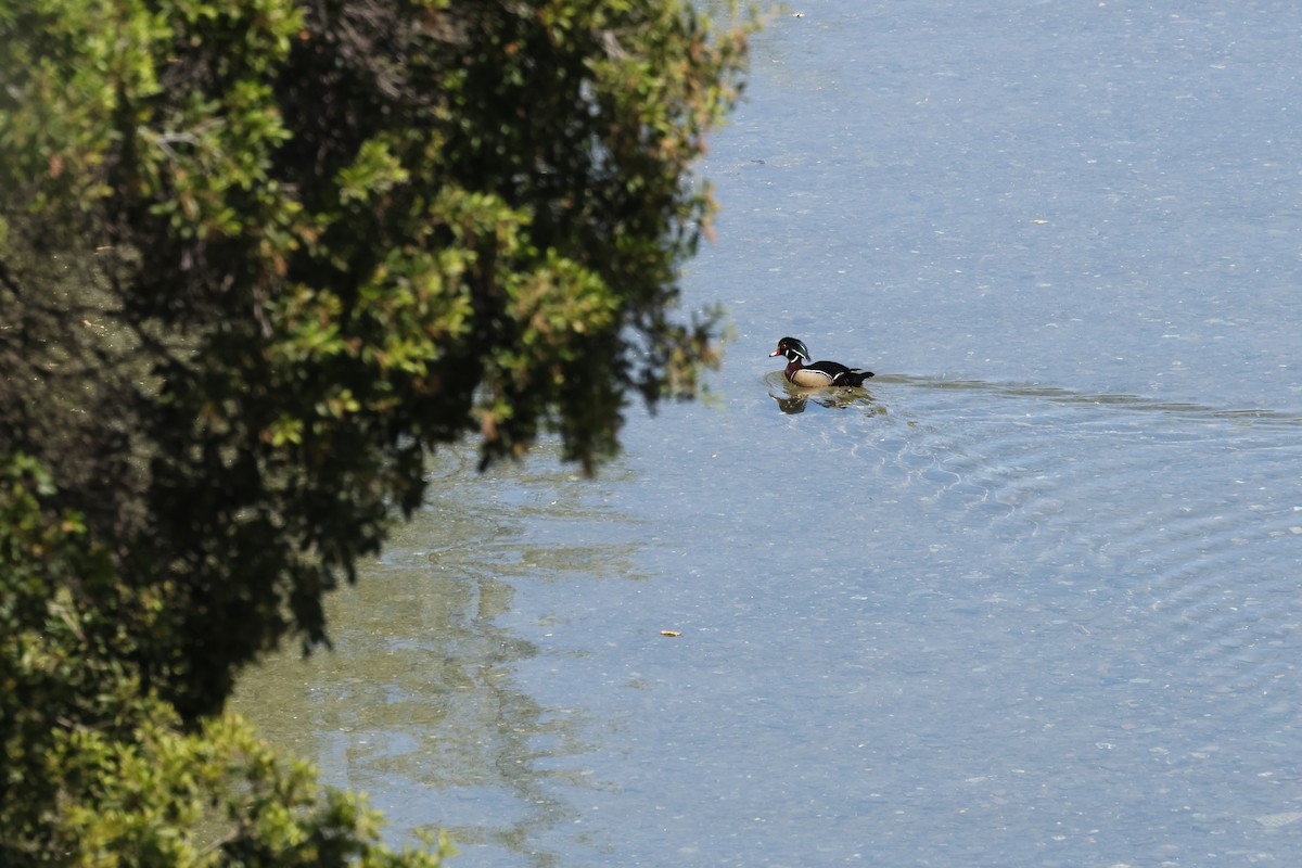 Wood Duck - ML617633454