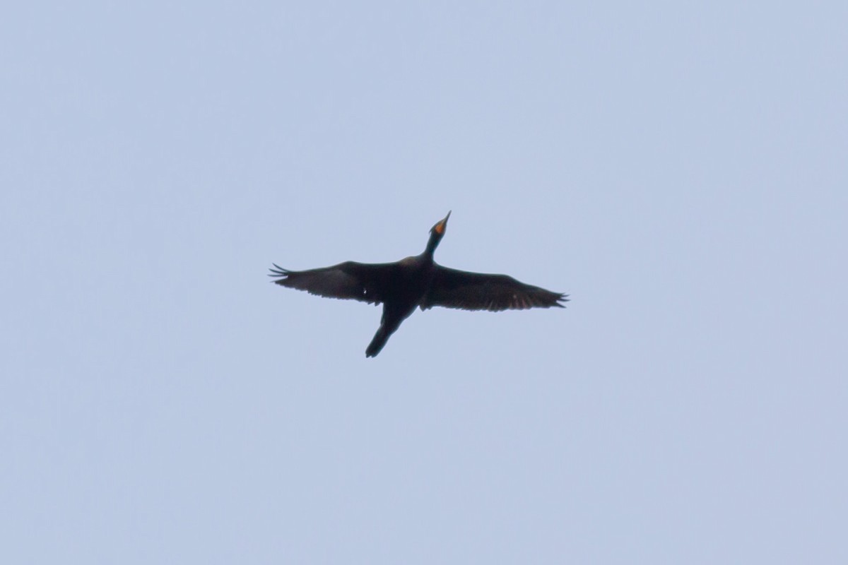 Double-crested Cormorant - William Keim